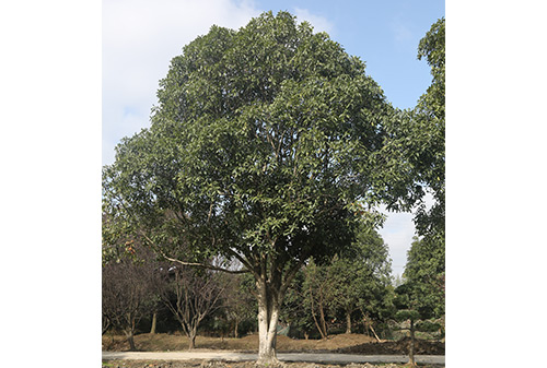 中央空調(diào)清洗